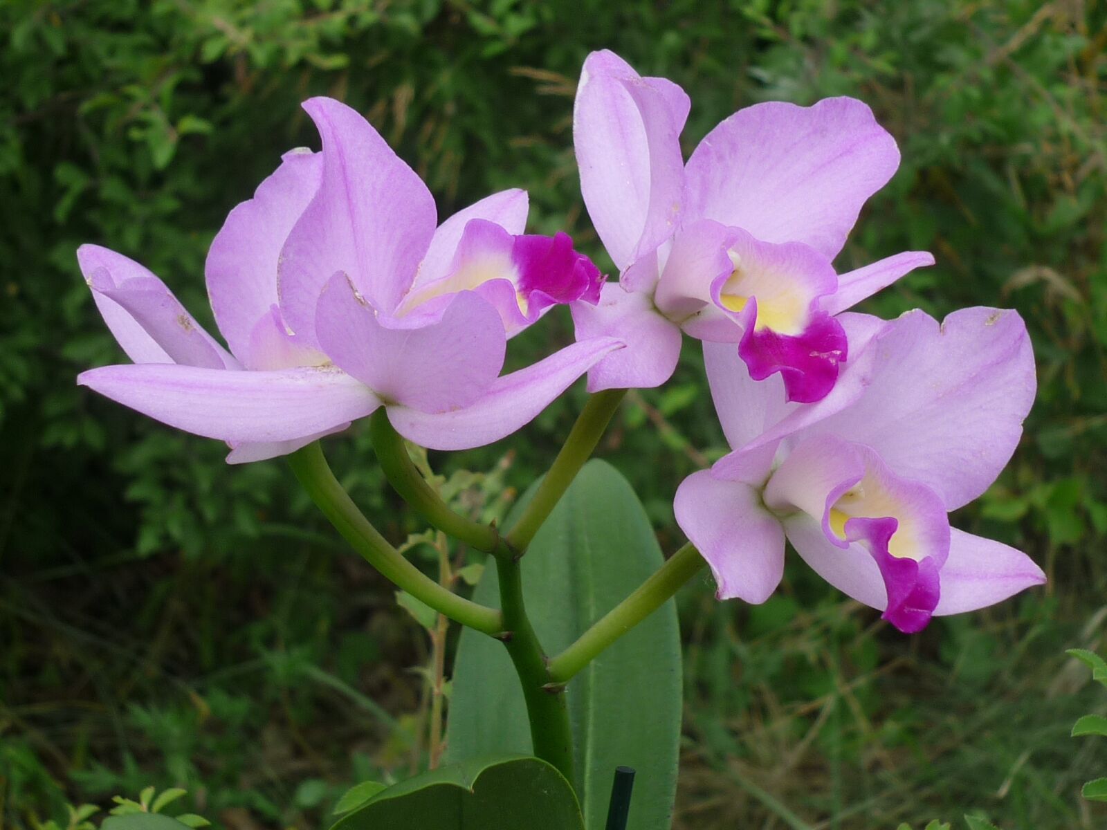 Panasonic Lumix DMC-FS6 sample photo. Cattleya, orchid, flower photography