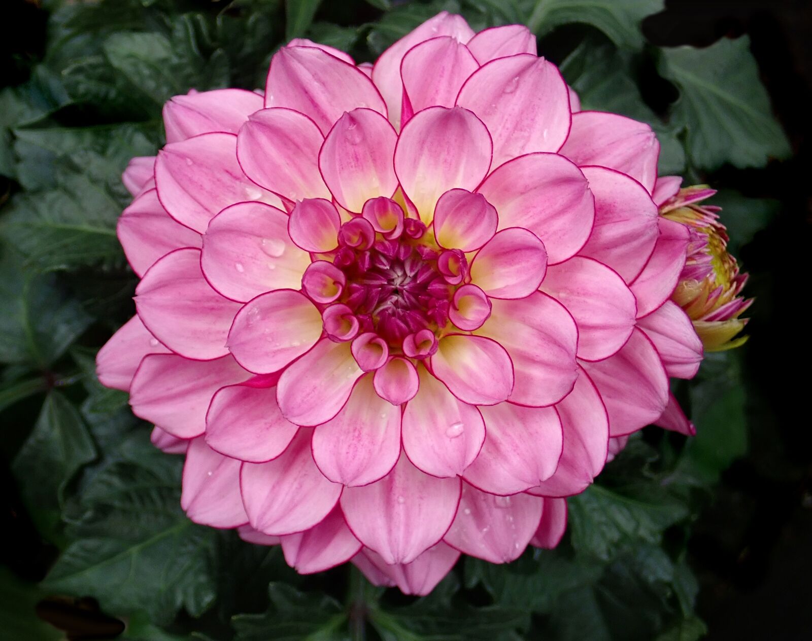 Olympus TG-5 sample photo. Flower, pink, dahlia photography
