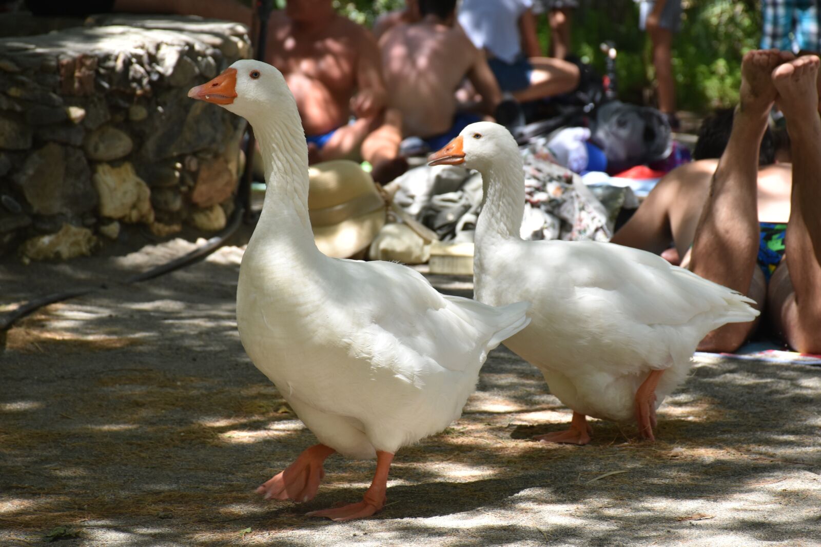 Nikon D5500 sample photo. Geese, greece, crete photography