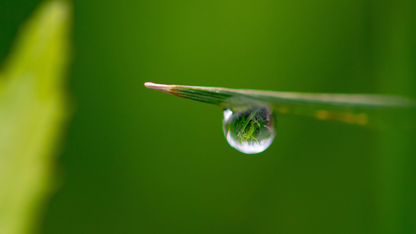Canon EOS 80D sample photo. Water, dew, rain photography