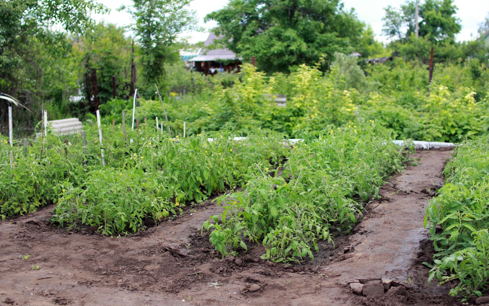 Canon EOS 60D sample photo. Dacha, vegetable garden, tomatoes photography