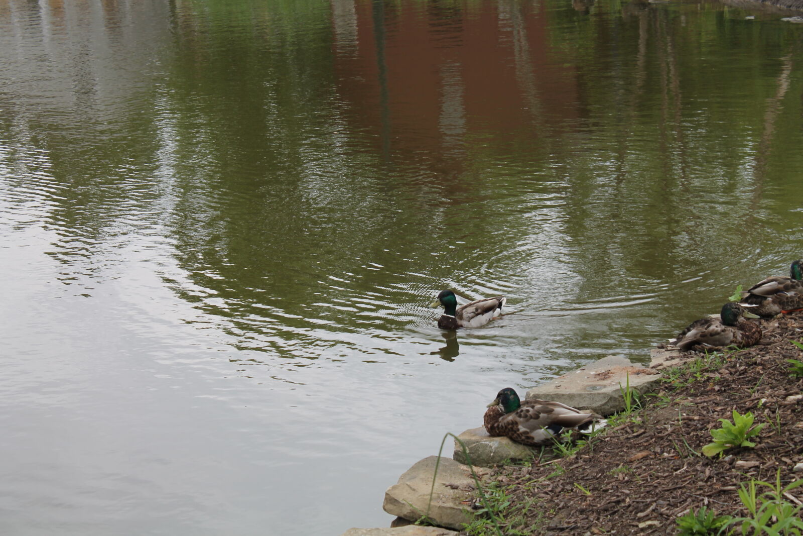 Canon EOS 1100D (EOS Rebel T3 / EOS Kiss X50) sample photo. Duck, duck, bird, green photography
