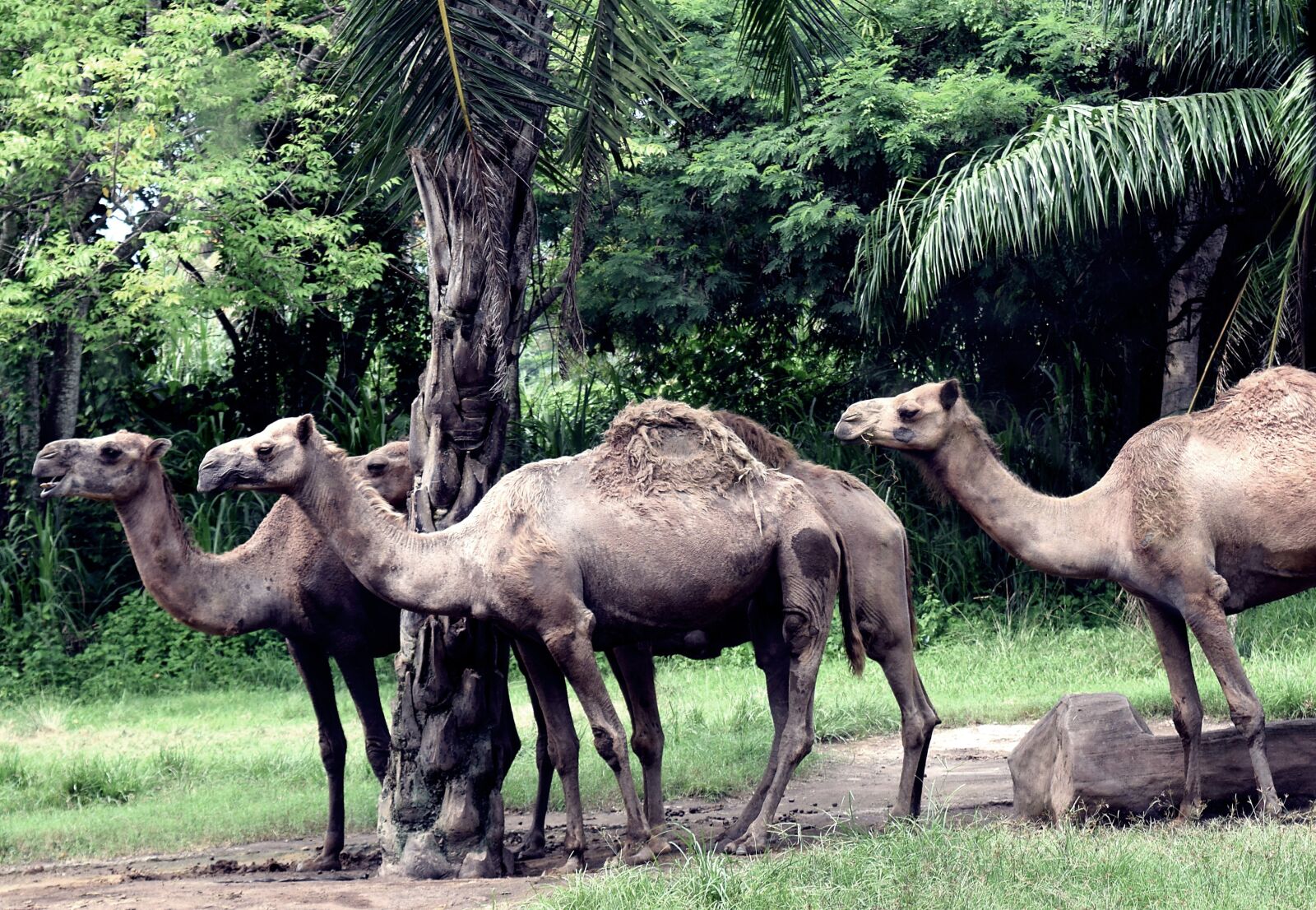 Nikon D3300 sample photo. Camel, camels, safari photography