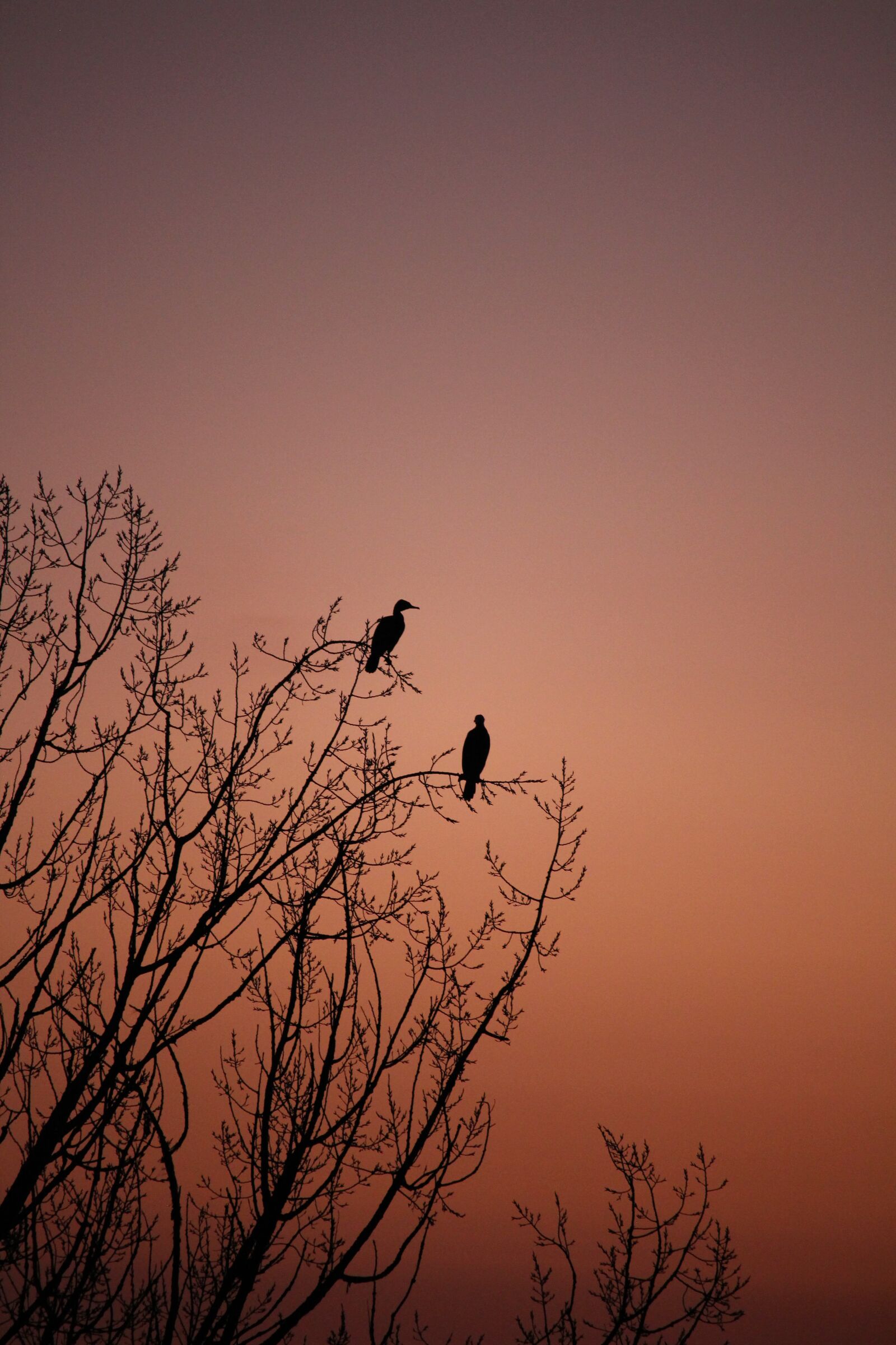 Canon EOS 100D (EOS Rebel SL1 / EOS Kiss X7) sample photo. Cormorant, bird, animal photography