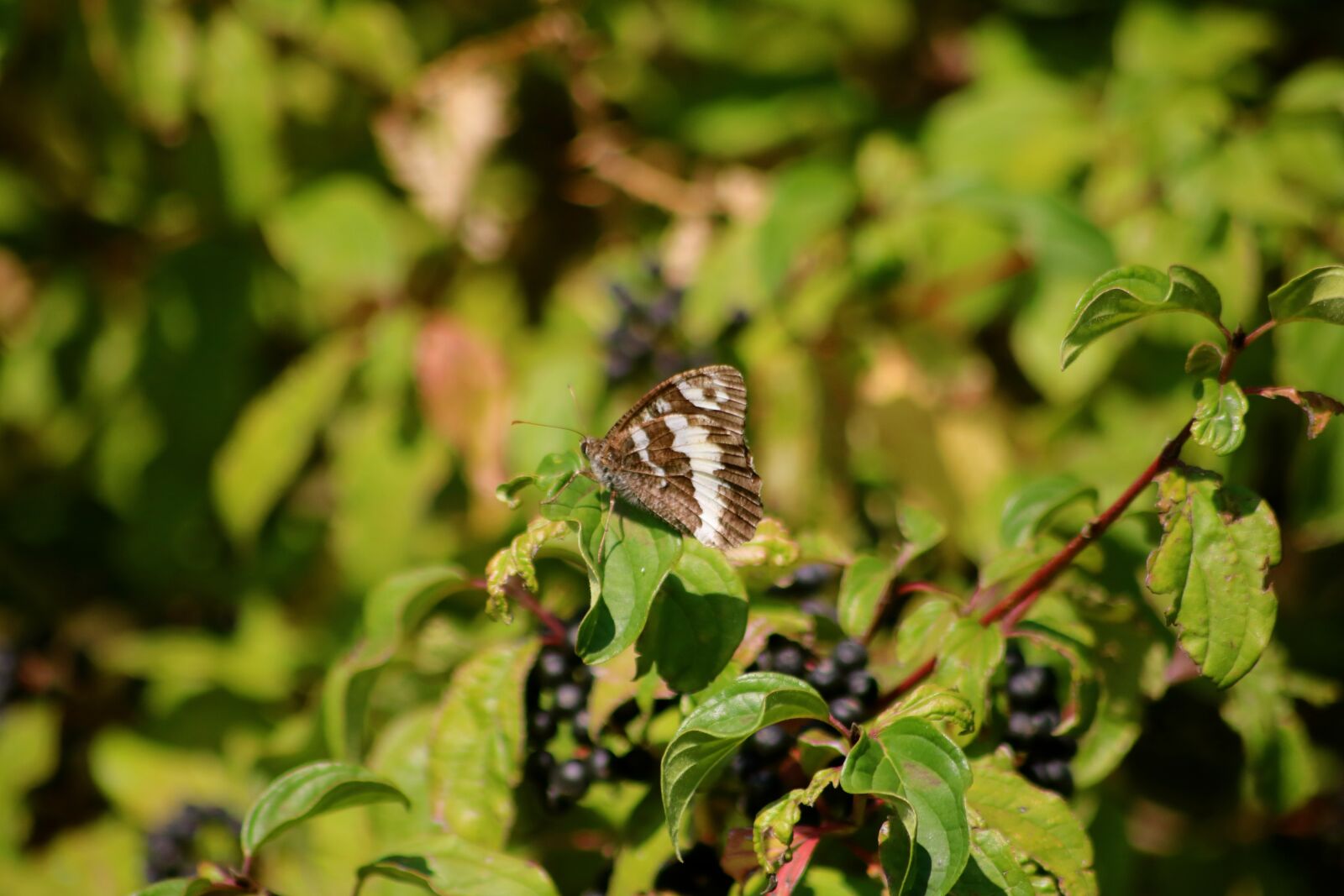 Canon EOS 750D (EOS Rebel T6i / EOS Kiss X8i) sample photo. Butterfly, great branded grayling photography