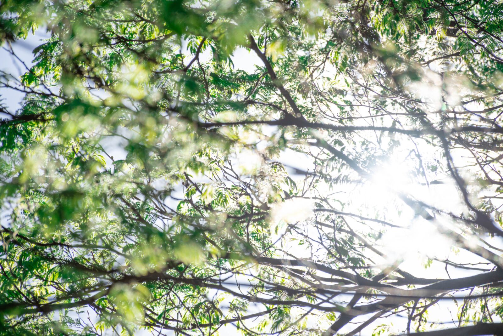 Nikon D7200 sample photo. Plant, shrub, spring photography