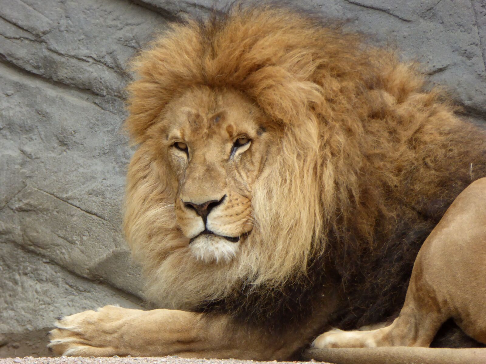 Panasonic DMC-TZ61 sample photo. Lion, mane, males photography