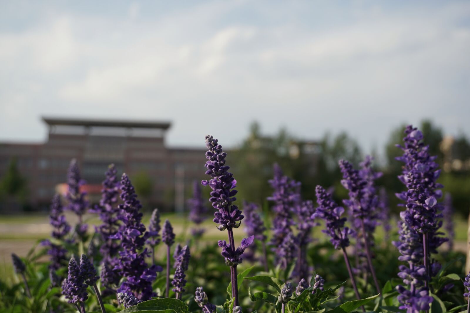 Sony a6300 sample photo. Grassland, lavender, campus photography