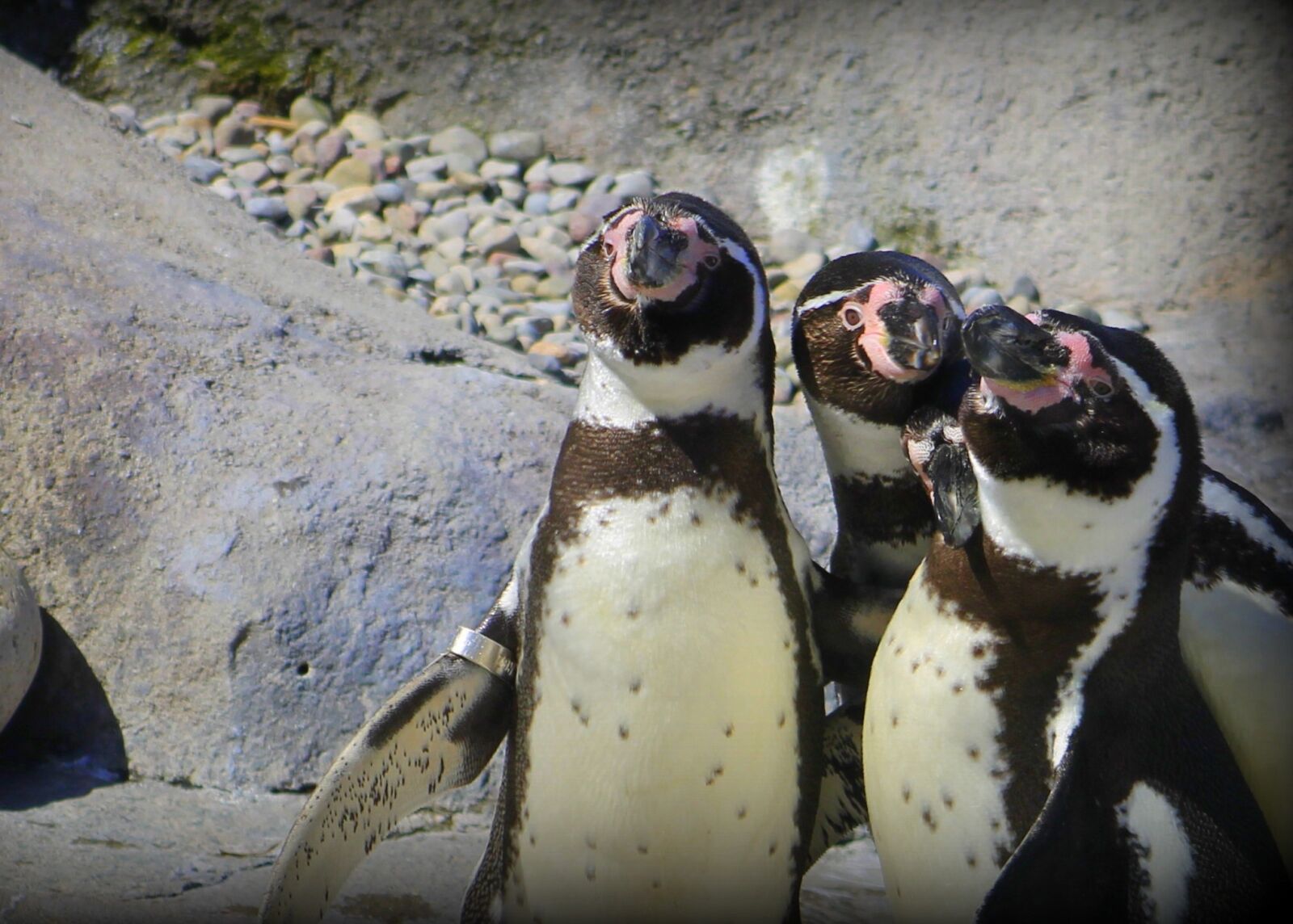 Canon EF 75-300mm f/4-5.6 sample photo. Penguin, zoo, bird photography