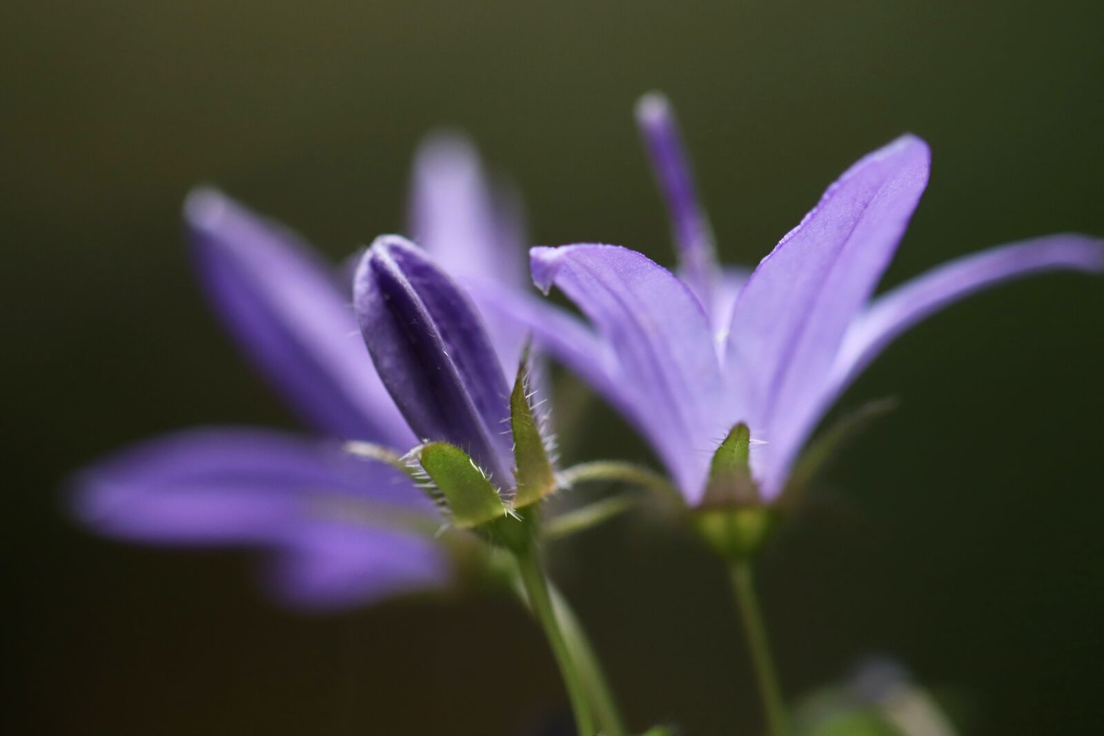 Canon EOS 800D (EOS Rebel T7i / EOS Kiss X9i) sample photo. Bellflower, flowers, bud photography