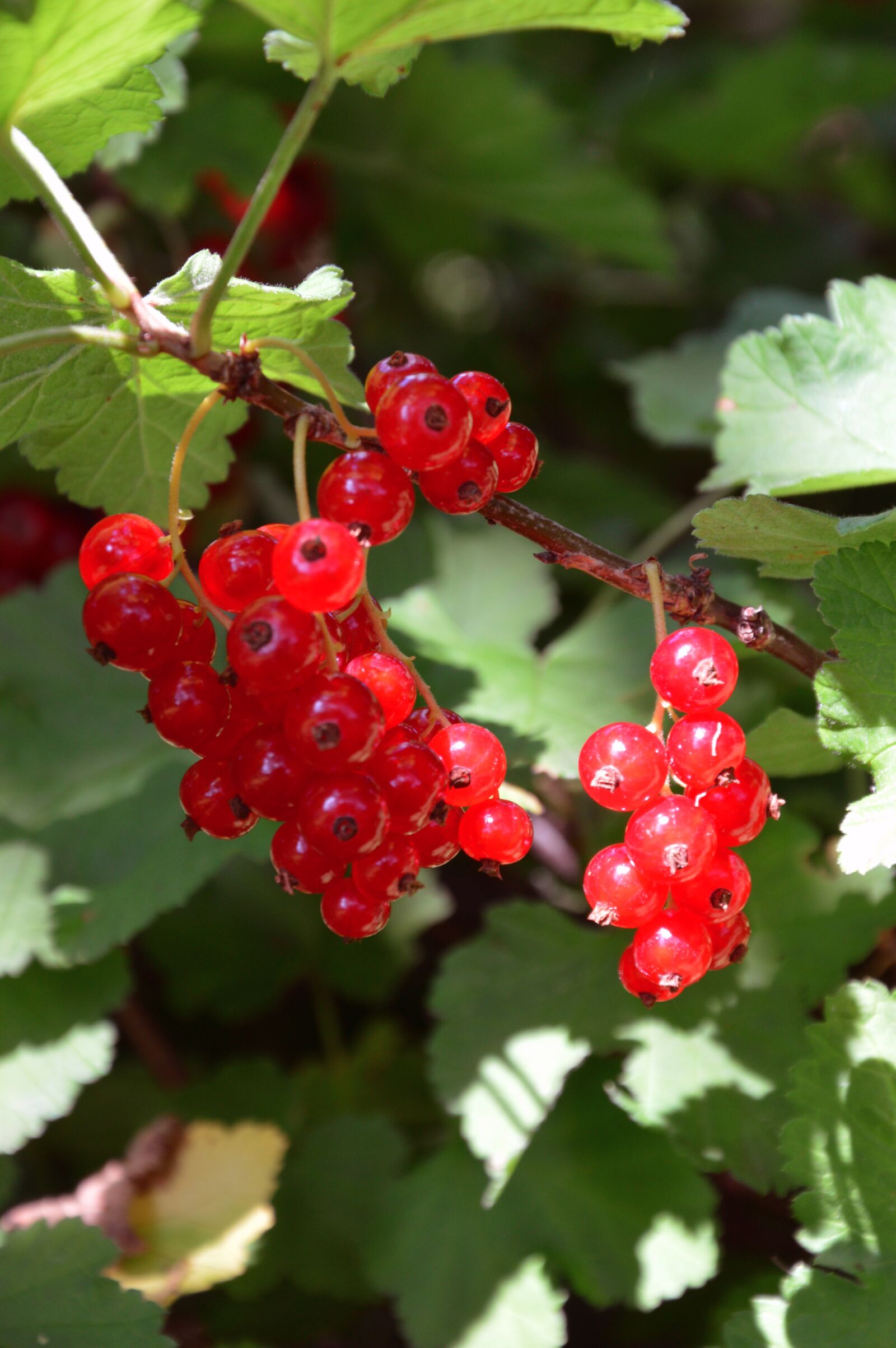 Nikon D3200 sample photo. Currants, red, garden photography