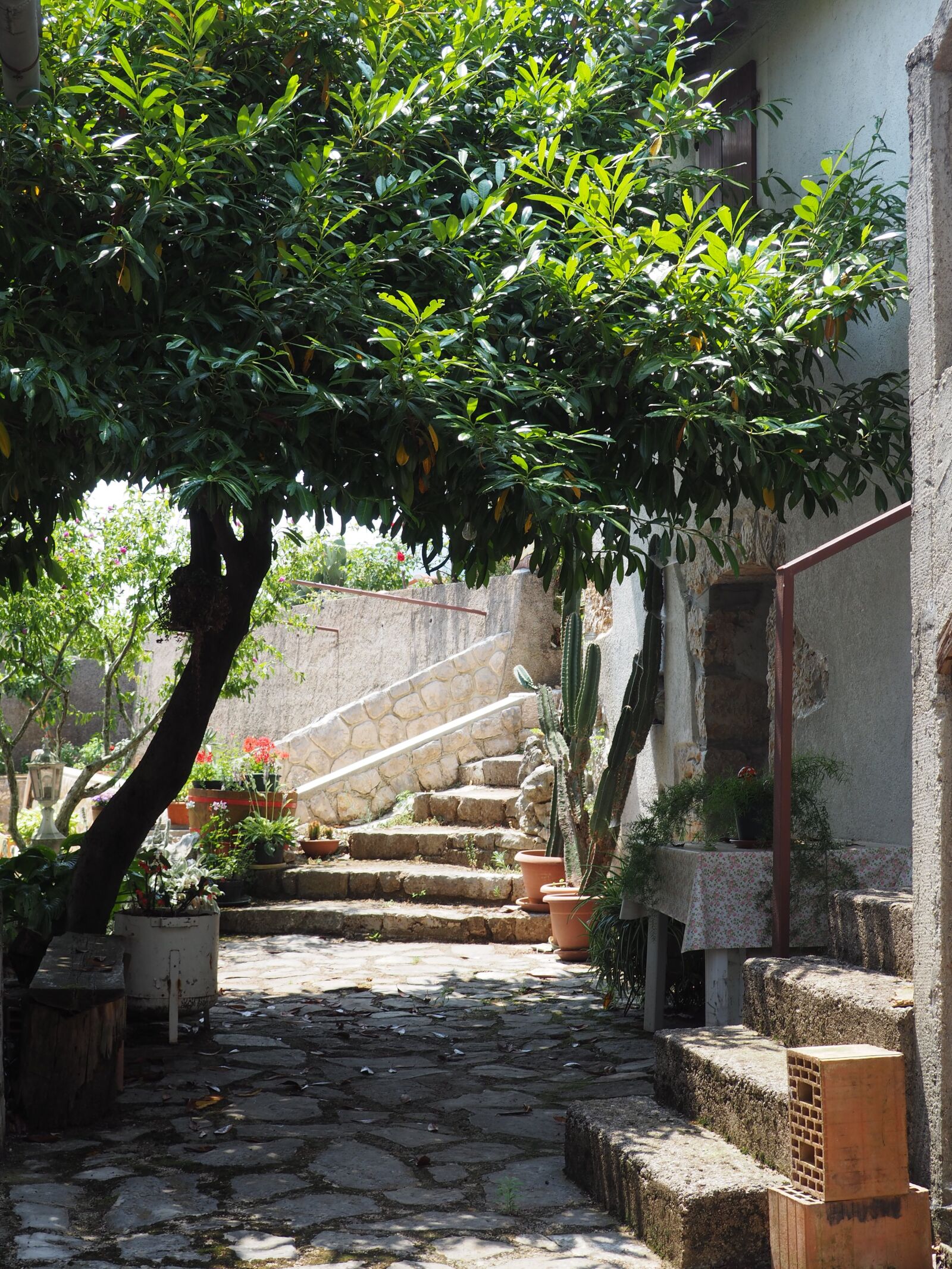 Olympus OM-D E-M10 sample photo. Tree, mediterranean, green photography