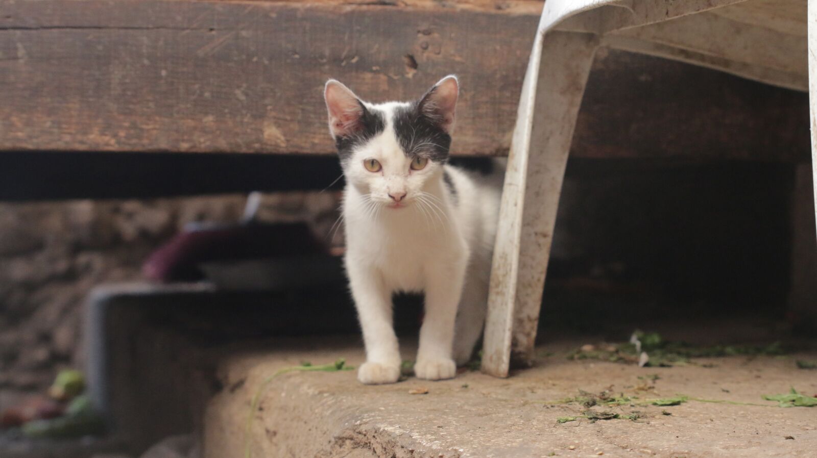 Canon EOS 70D sample photo. Cat, gator, gatorade photography