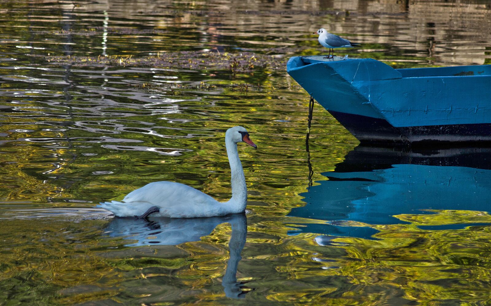 Nikon D5100 sample photo. Swan, lake, waters photography