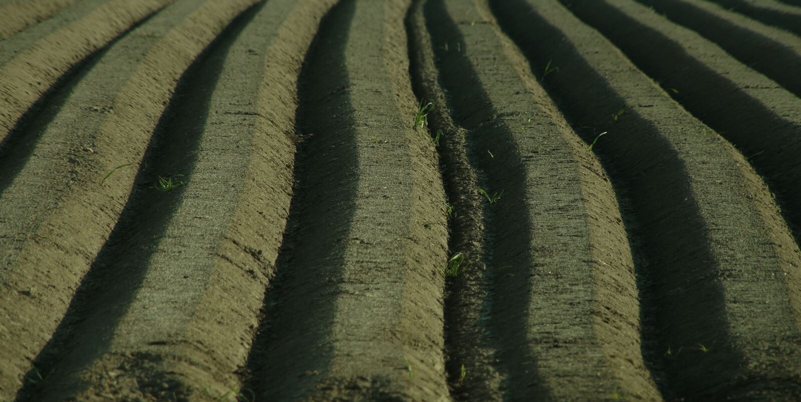 Sony SLT-A57 sample photo. Asparagus, spargelbeet, furrow photography