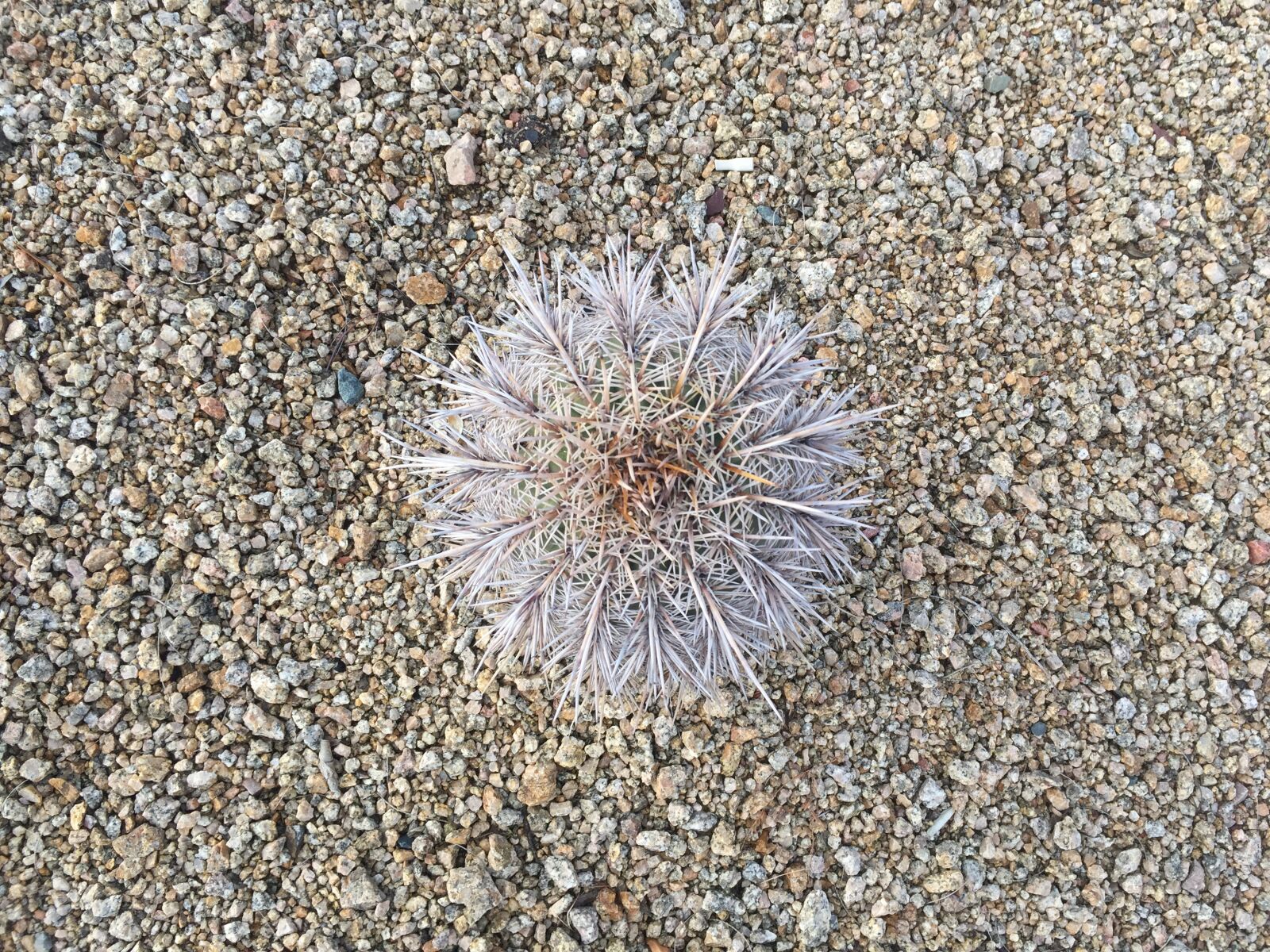 iPhone 6 Plus back camera 4.15mm f/2.2 sample photo. Mountain, cacti, cactus photography