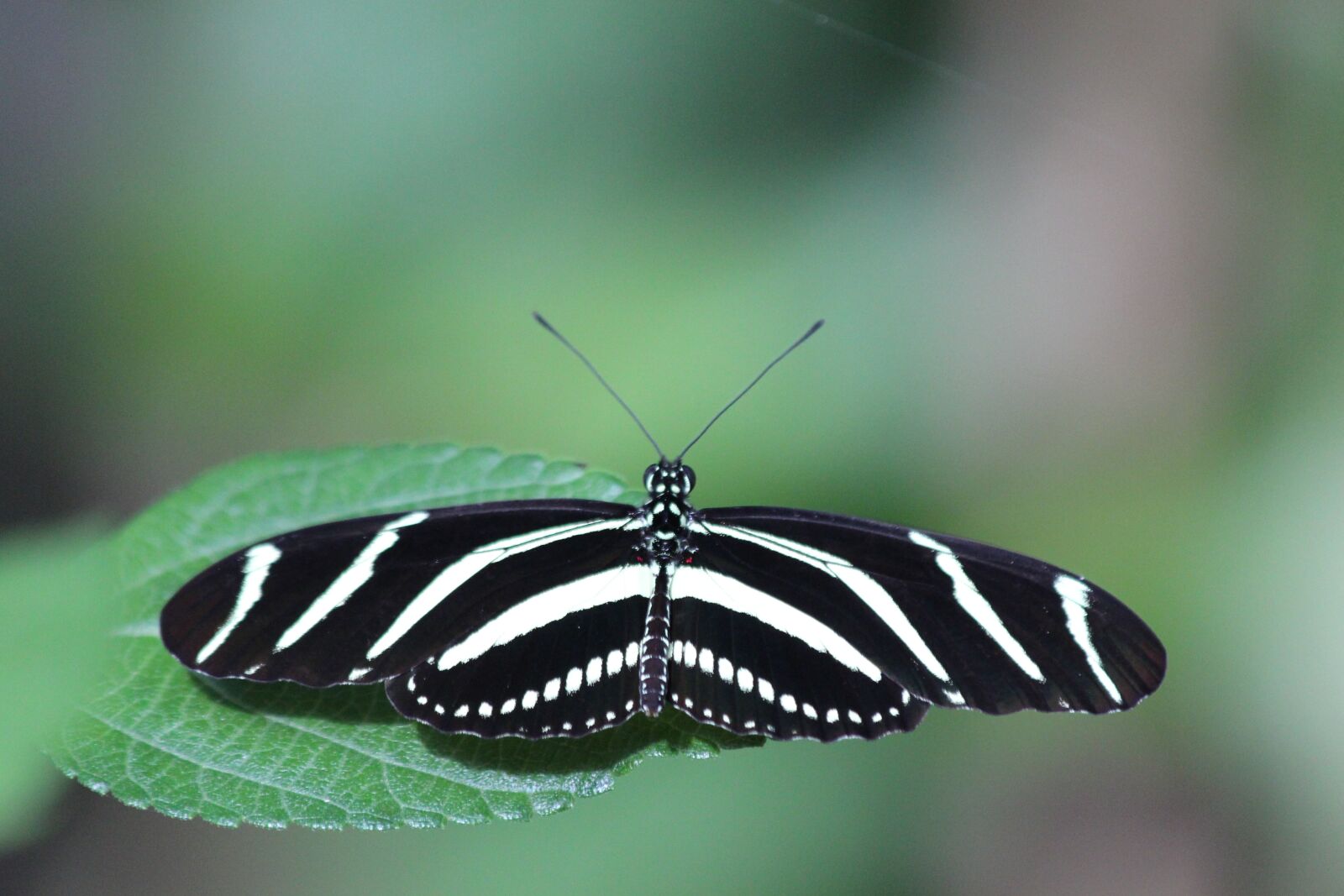 Canon EOS 650D (EOS Rebel T4i / EOS Kiss X6i) sample photo. Heliconiinae kharitonov, butterfly, heliconius photography
