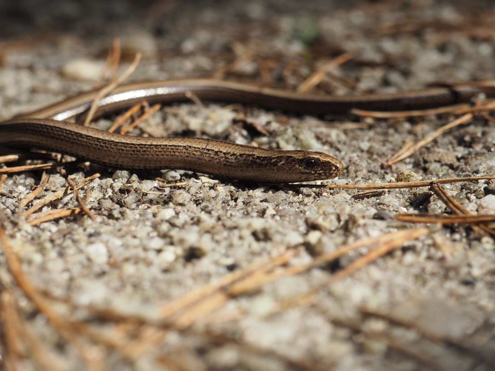 Olympus PEN E-PL7 sample photo. Nature, slow worm, snake photography