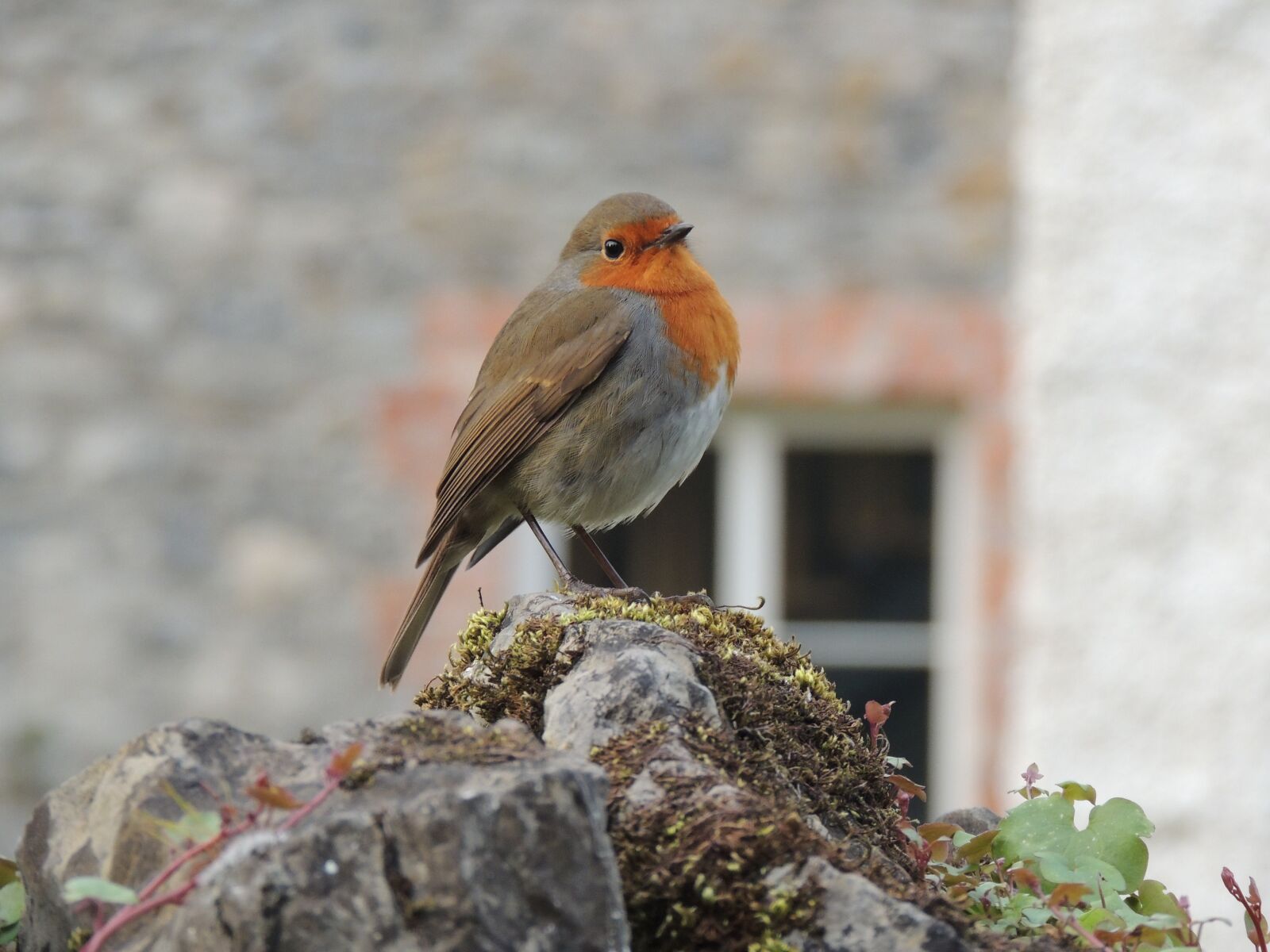 Nikon Coolpix P510 sample photo. Bird, animal, wild photography