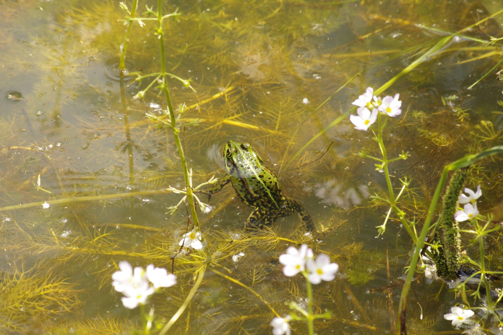 Pentax K-r sample photo. Frog, pond, nature photography