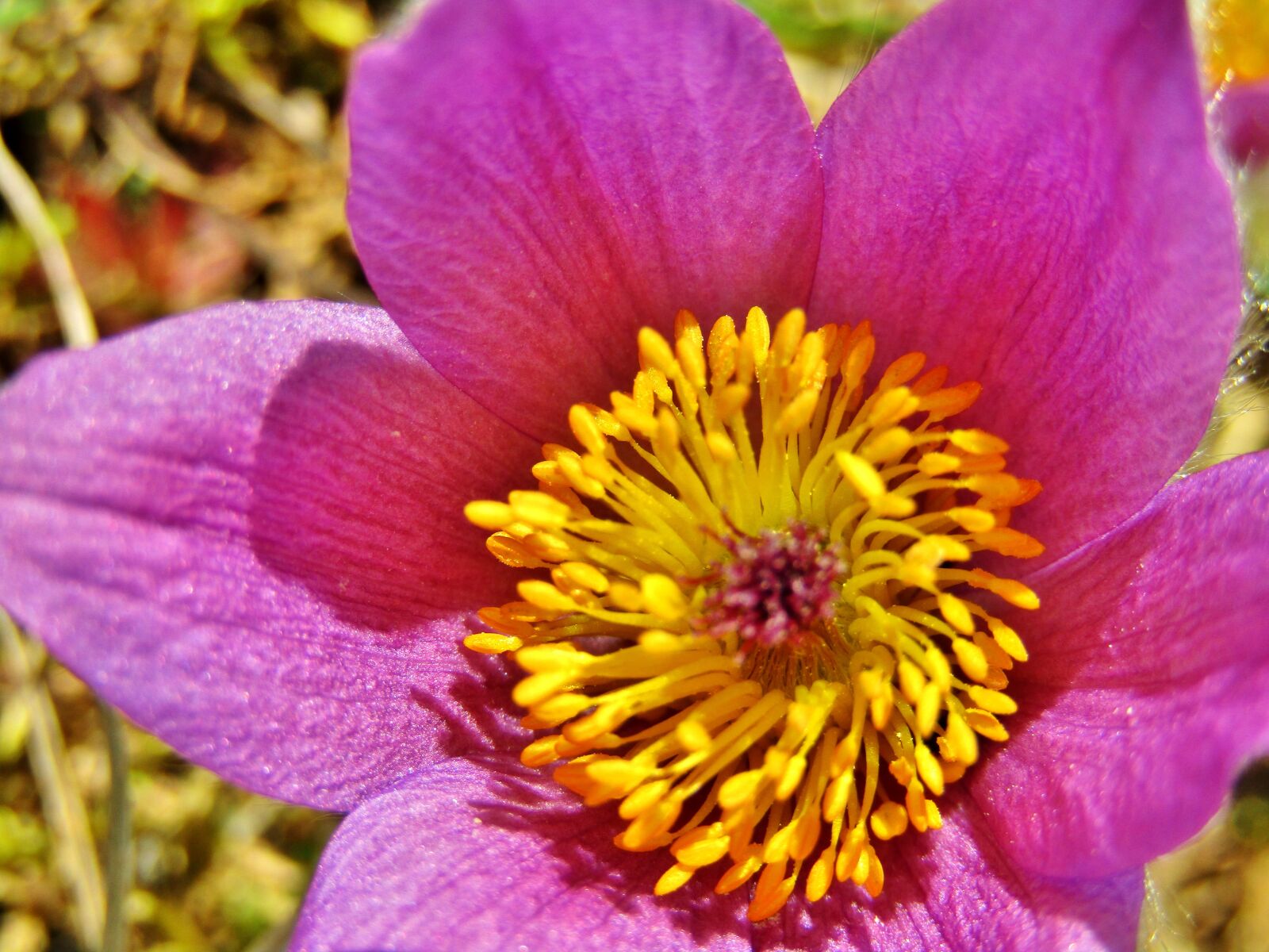 Canon POWERSHOT SX432 IS sample photo. Pasque flower, pasqueflower, flower photography