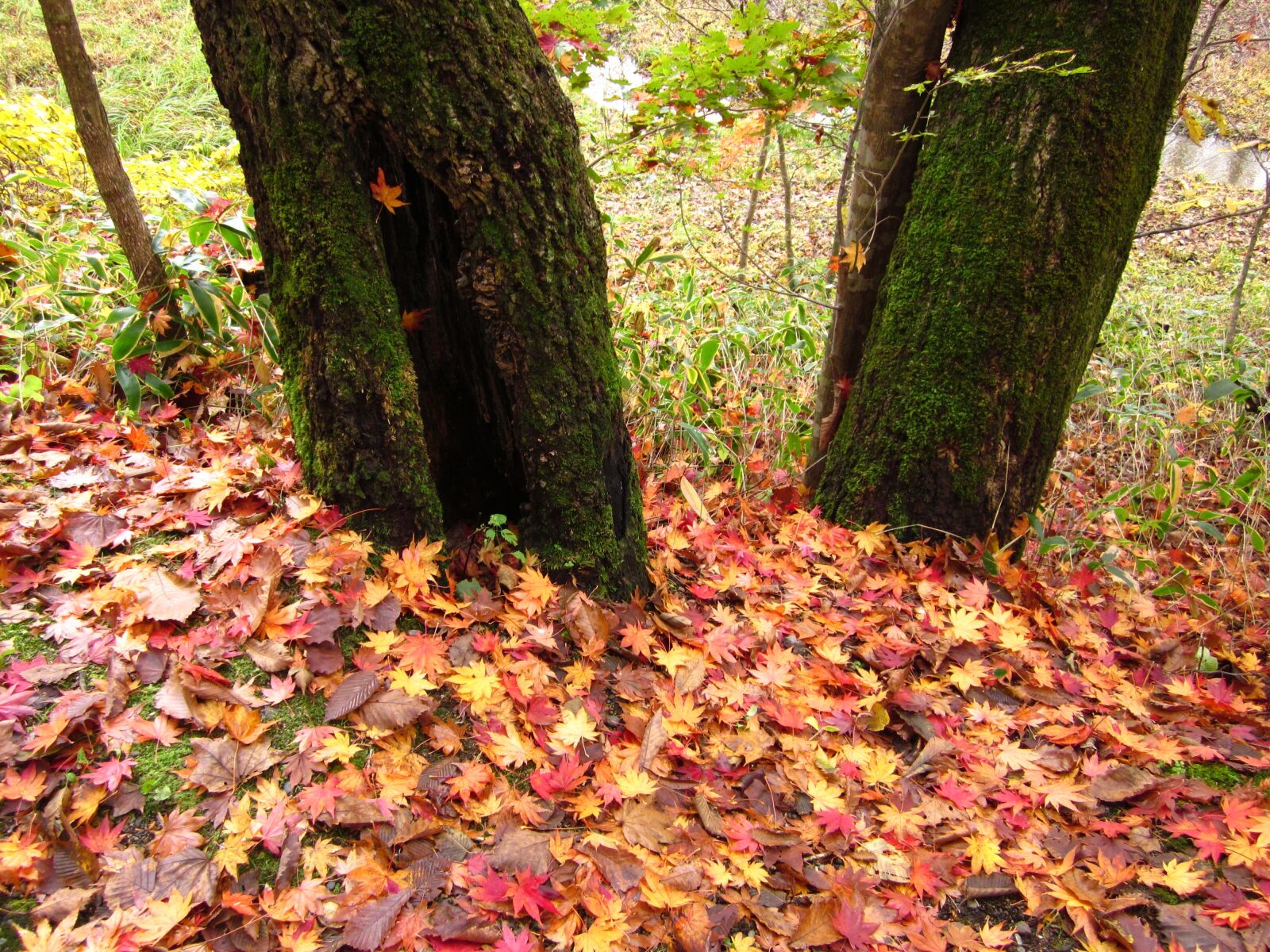 Canon PowerShot SD1300 IS (IXUS 105 / IXY 200F) sample photo. Autumn, fallen leaves, wood photography