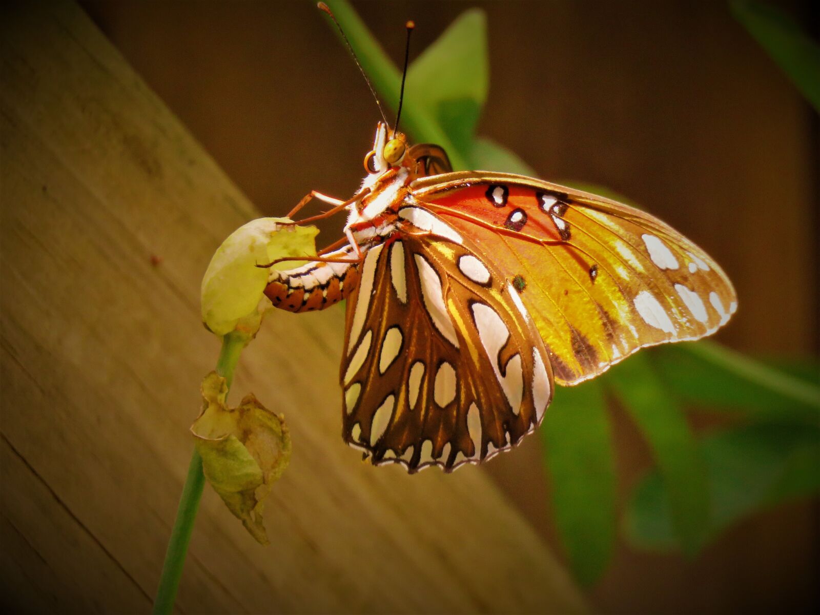 Canon PowerShot SX60 HS sample photo. Insect, butterfly, colorful photography