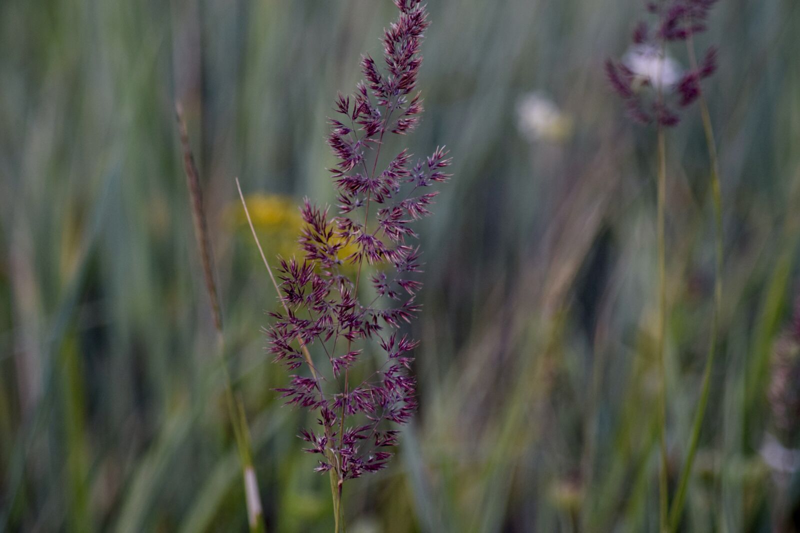 Nikon D3300 sample photo. Dune grass, purple, plant photography