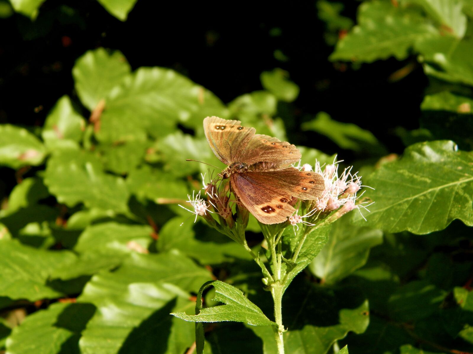 Olympus SP-620UZ sample photo. Butterfly, forests, slovakia photography