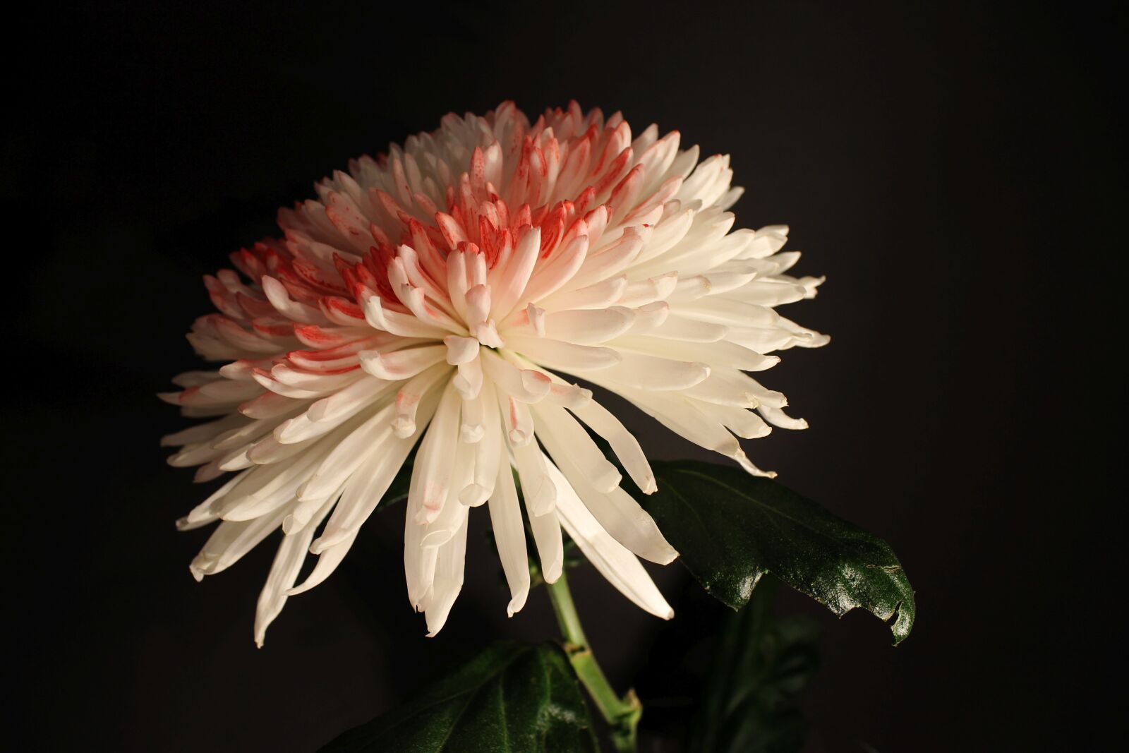 Canon EOS 1100D (EOS Rebel T3 / EOS Kiss X50) sample photo. Chrysanthemum, blossom, bloom photography