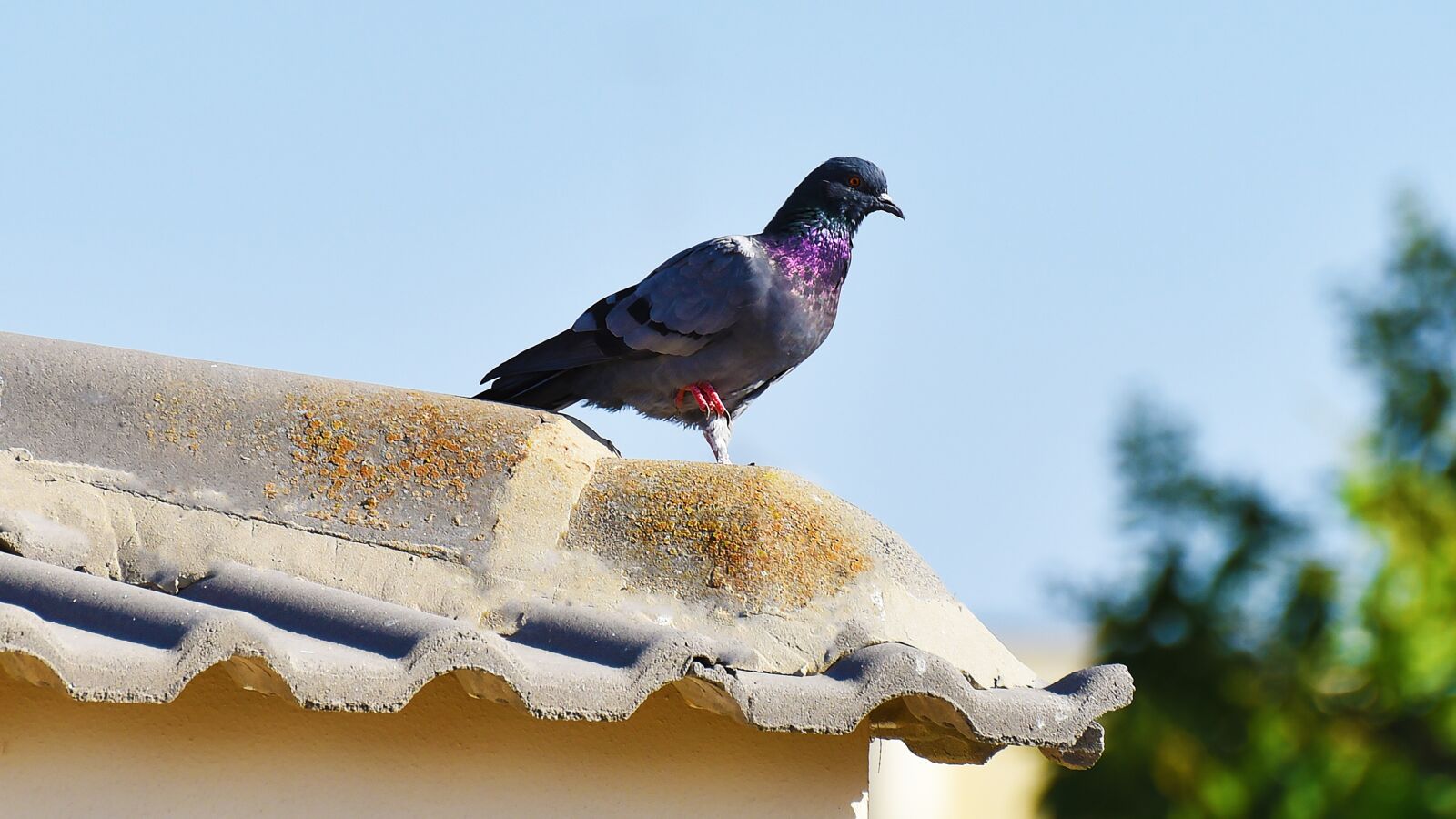 Nikon D750 sample photo. Bird, nature, animal photography