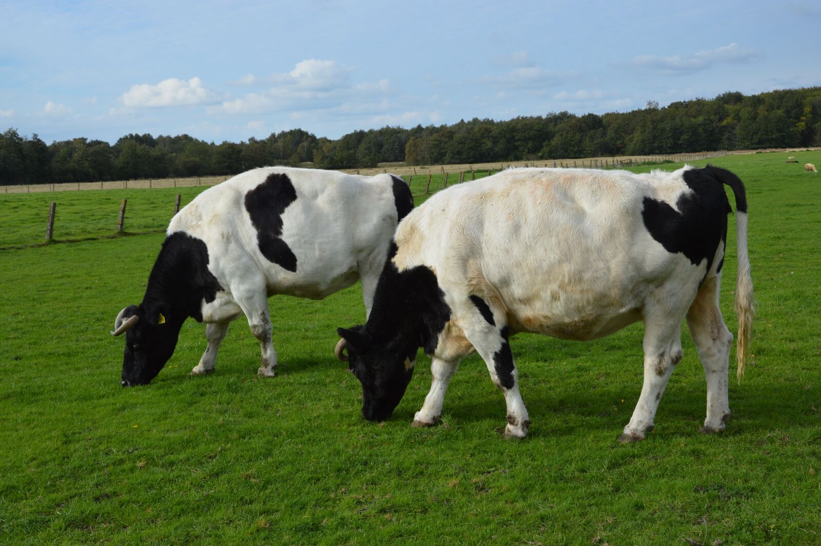 Nikon D3200 sample photo. Netherlands, cows, whey photography