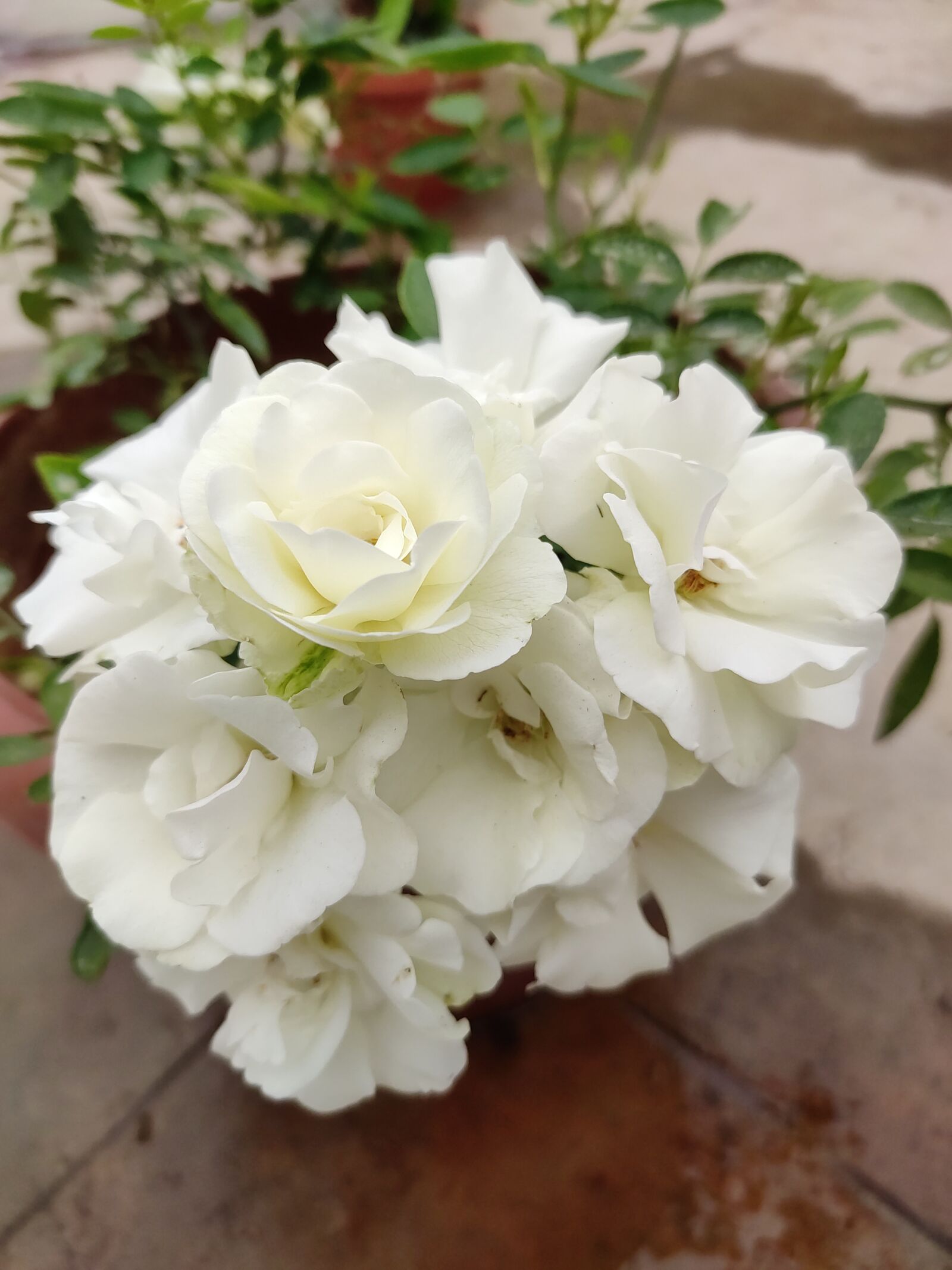 Xiaomi Redmi Note 7 Pro sample photo. Flowers, rose flowers, white photography
