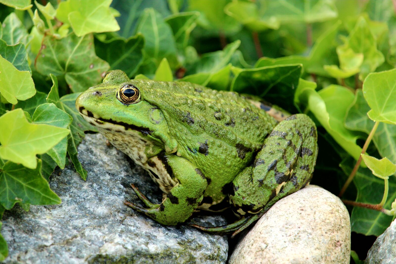 Canon EOS 1200D (EOS Rebel T5 / EOS Kiss X70 / EOS Hi) sample photo. Frog, frog pond, close photography