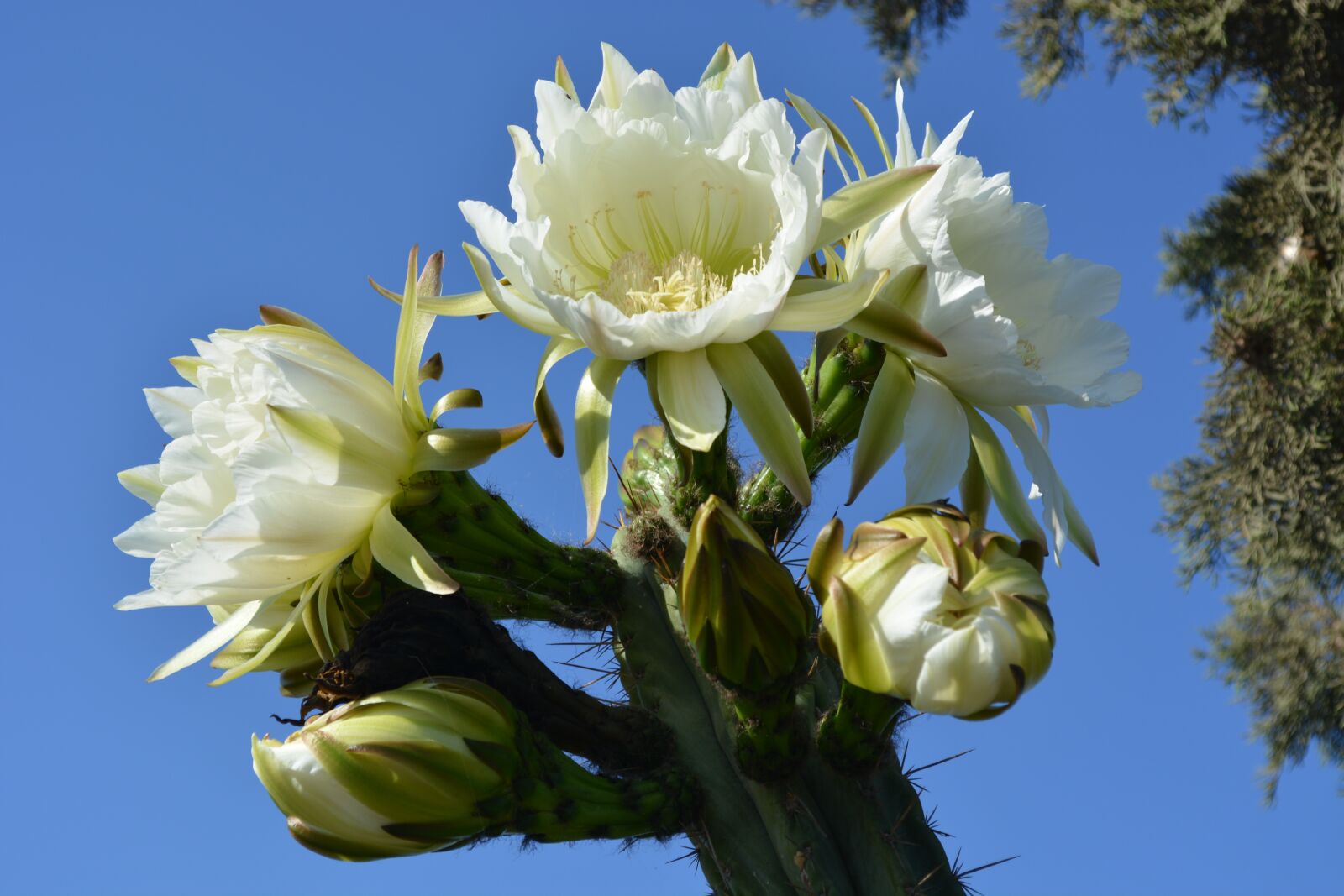 Nikon D5200 sample photo. Flower, flowering cactus, flowers photography