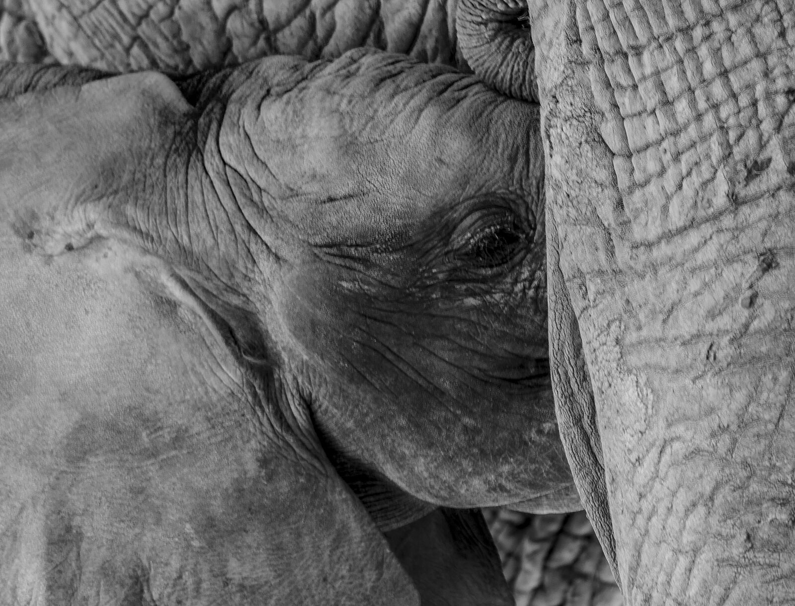Nikon D7000 sample photo. Elephant, elephant baby and photography