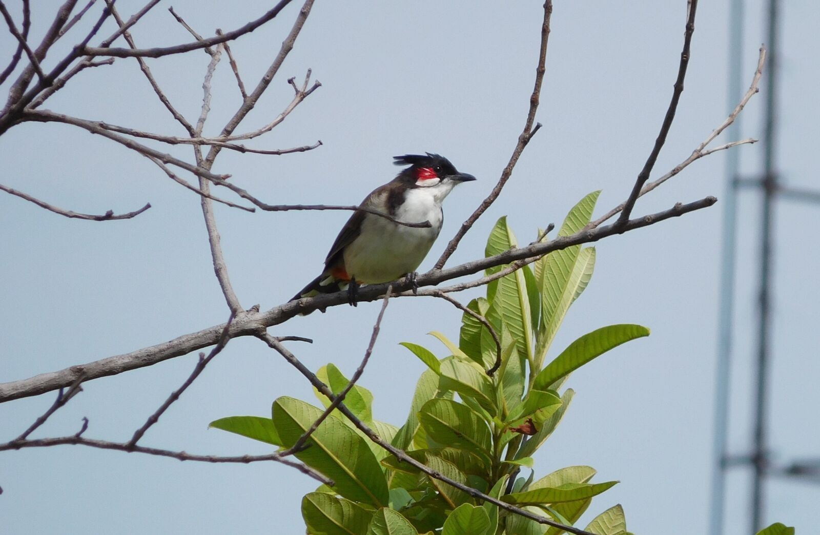 Nikon Coolpix S7000 sample photo. Nature, india, bulbul photography