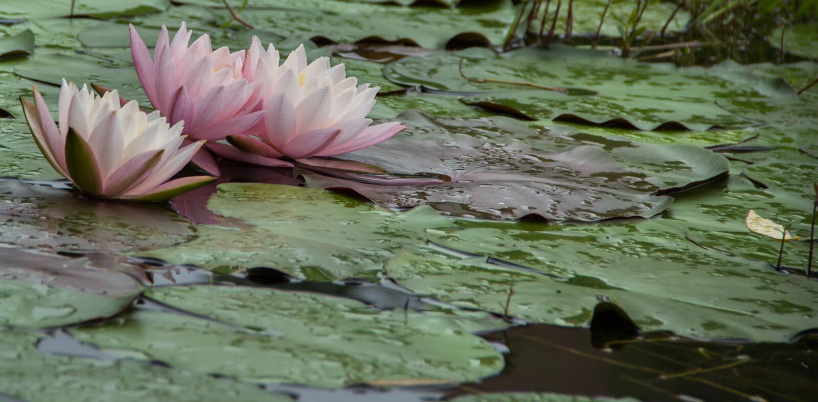 Canon EF-S 18-135mm F3.5-5.6 IS sample photo. Water lilies, flowers, early photography