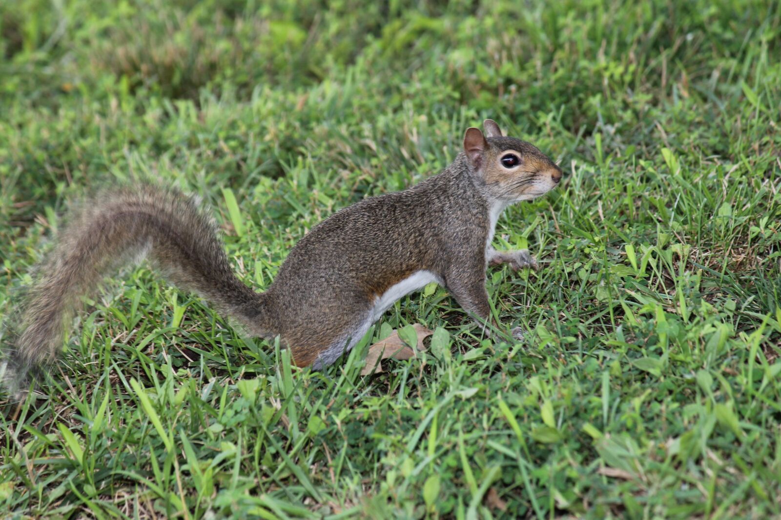 Canon EOS 1100D (EOS Rebel T3 / EOS Kiss X50) + Canon EF-S 55-250mm F4-5.6 IS sample photo. Squirrel, critter, wildlife photography
