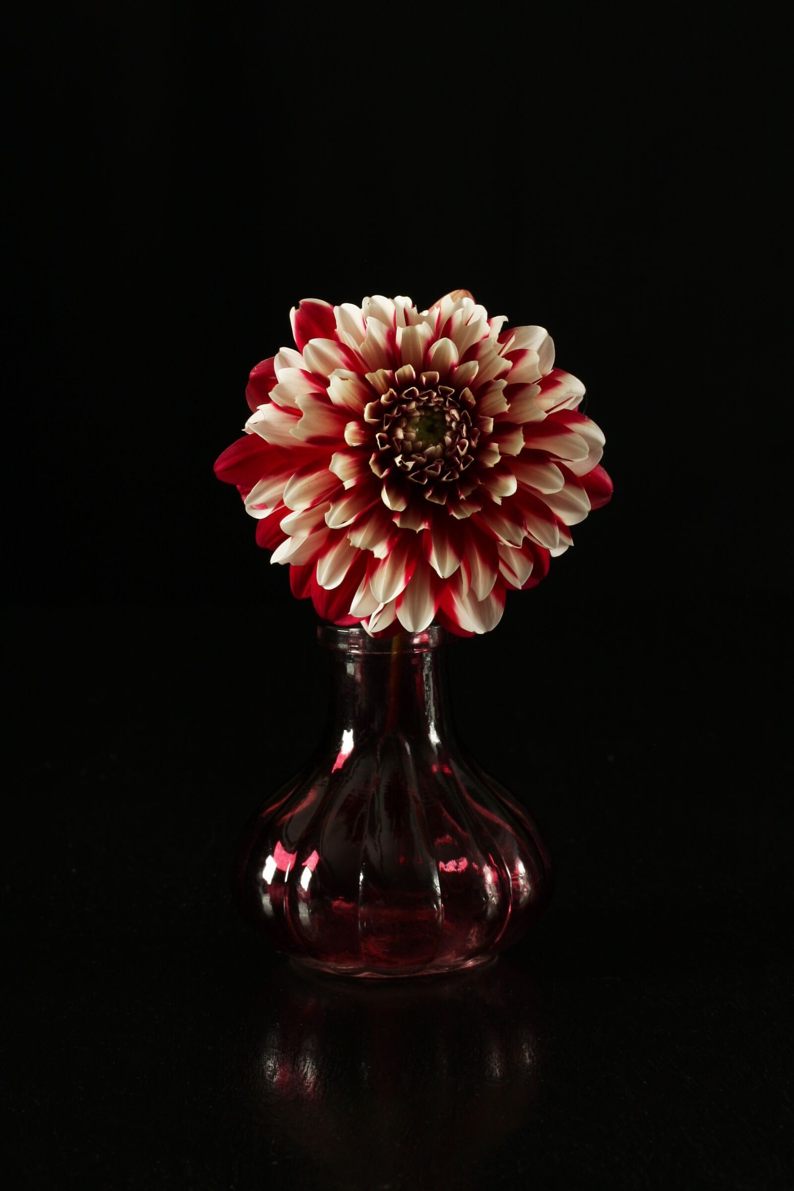 Canon EOS 40D sample photo. Dahlia, dahlia in a photography