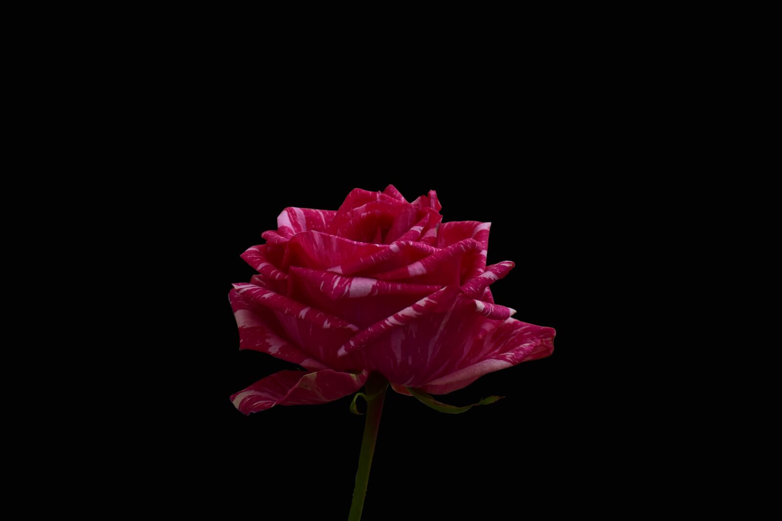 Nikon D3400 sample photo. Rosa, pretty, flower photography