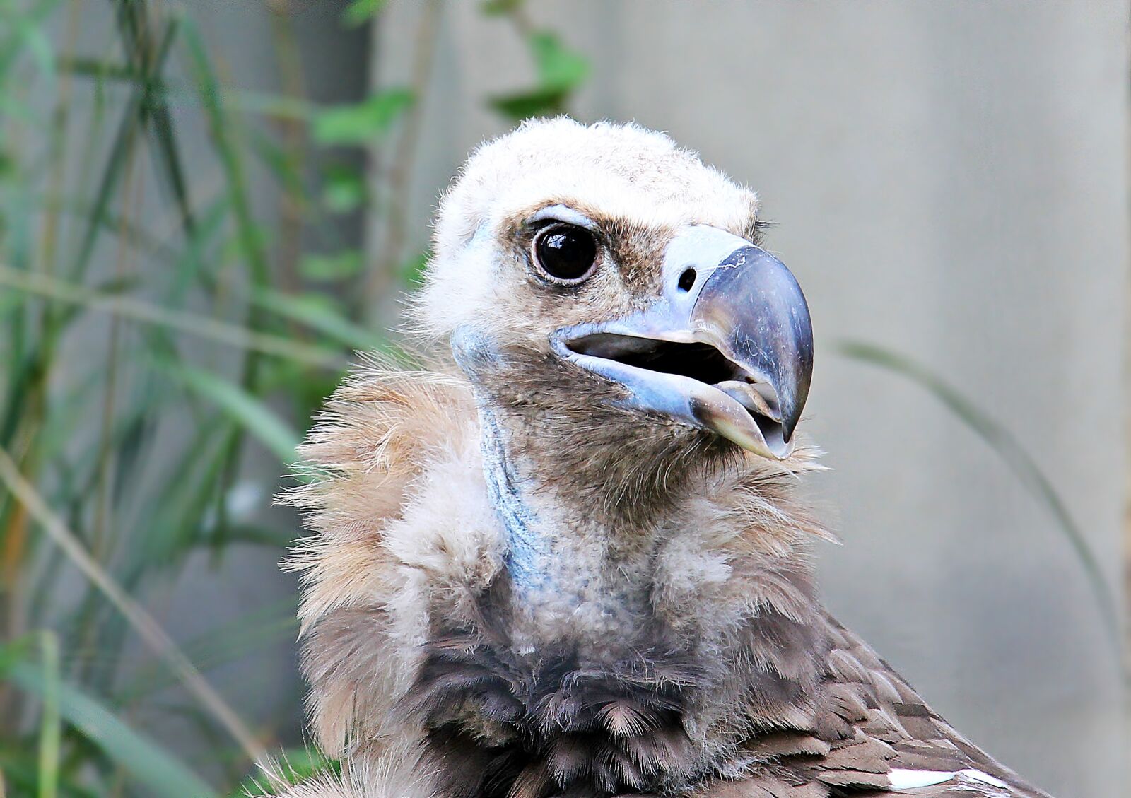 Canon EOS 550D (EOS Rebel T2i / EOS Kiss X4) sample photo. Vulture, raptor, bird photography