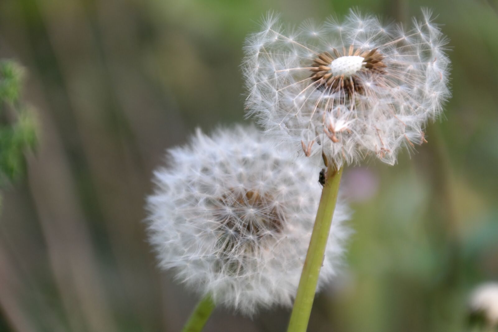 Samsung NX300 sample photo. Dandelion, dandelions, flowers photography