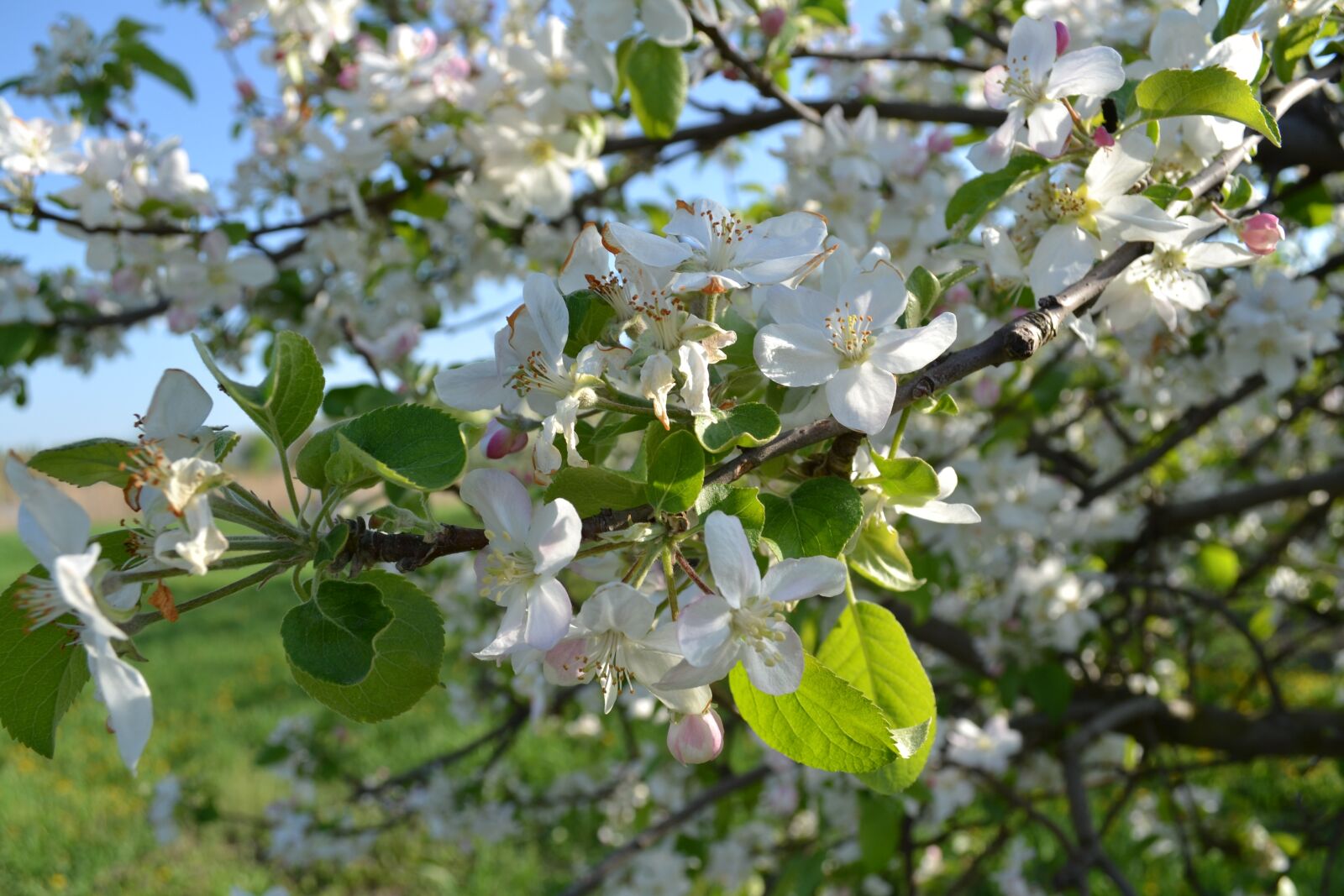 Nikon D3100 sample photo. Apple tree, bloom, flowering photography