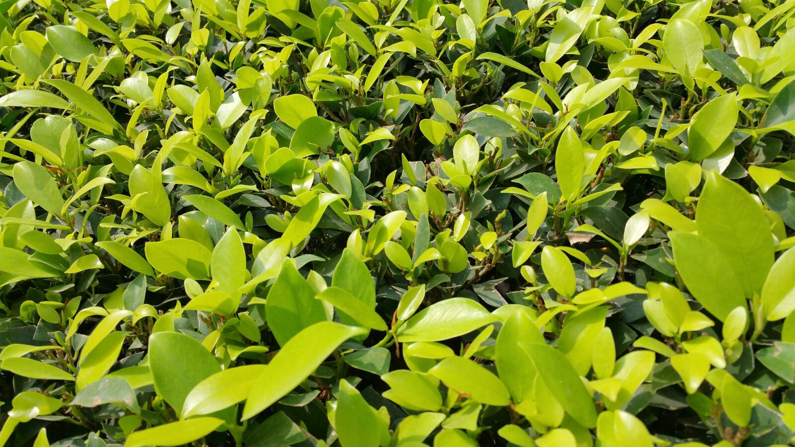 Samsung Galaxy Note4 sample photo. Boundary, dark, green, desktop photography