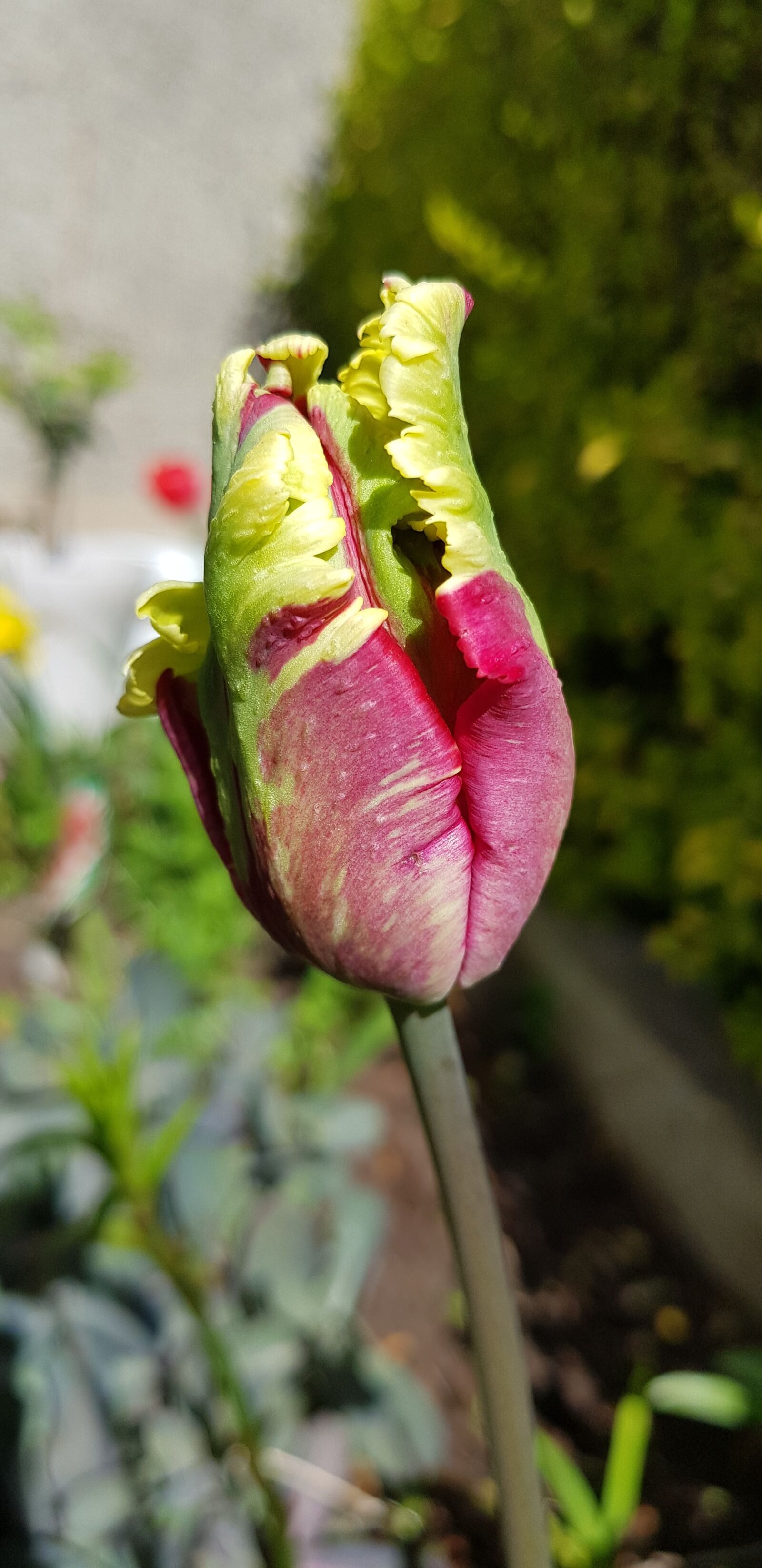 Samsung Galaxy S8+ sample photo. Nature, flower, flora photography