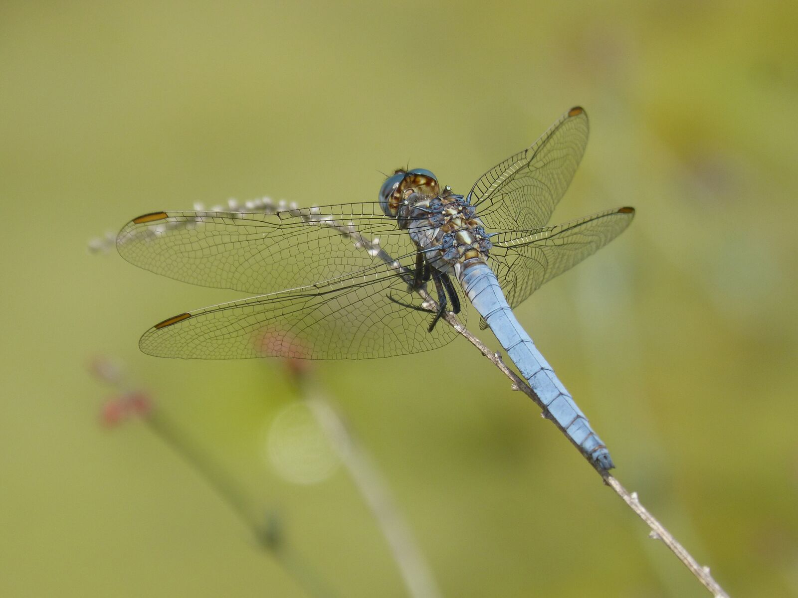 Panasonic DMC-FZ62 sample photo. Dragonfly, orthetrum brunneum, blue photography