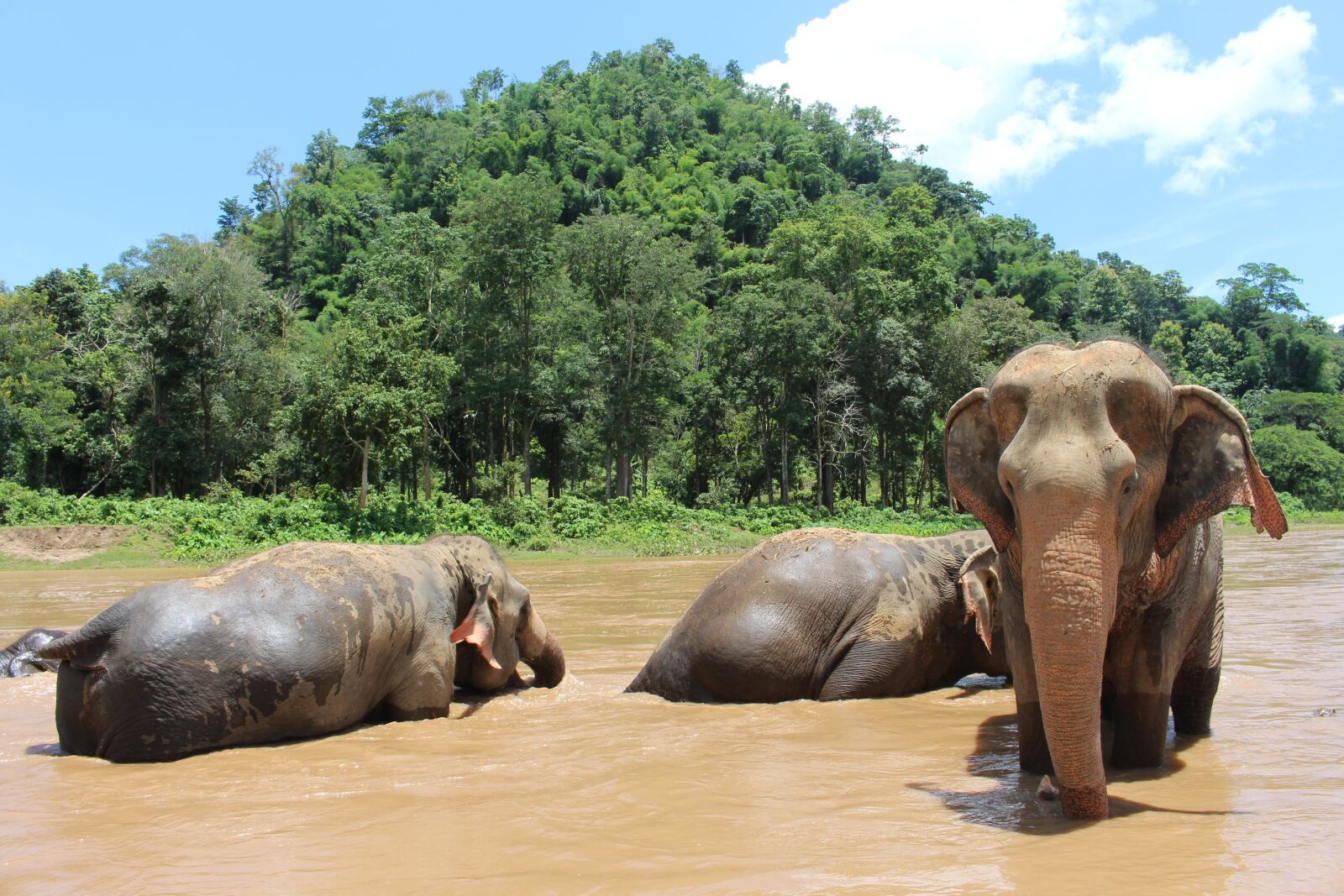 Canon EOS 700D (EOS Rebel T5i / EOS Kiss X7i) sample photo. Elephant, elephants, proboscis photography