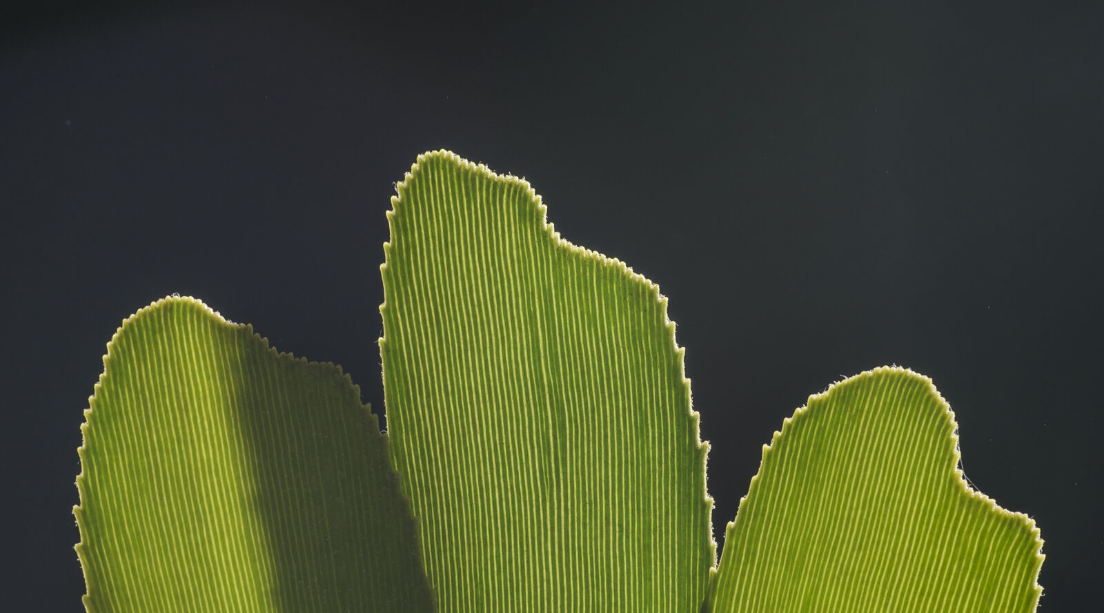 Nikon D7000 + Nikon AF-S Nikkor 50mm F1.8G sample photo. Abstract, abstrato, background, brazilian photography