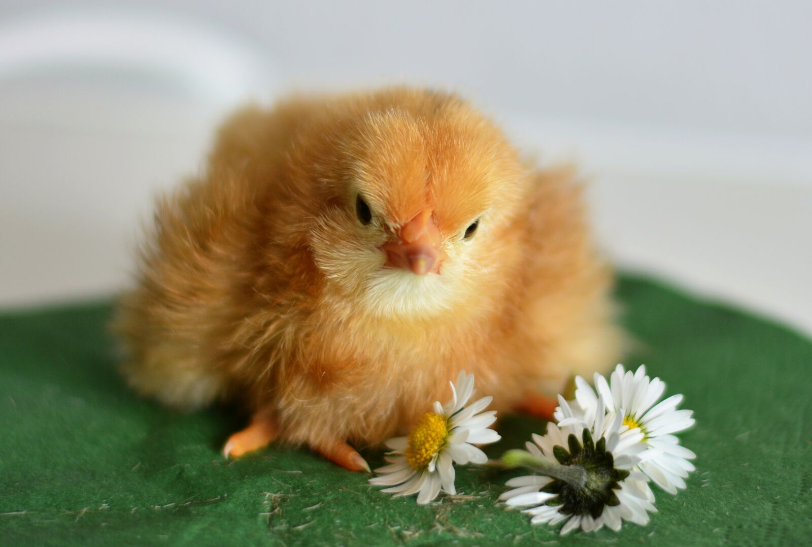 Nikon D5200 sample photo. Chicks, young animal, chicken photography